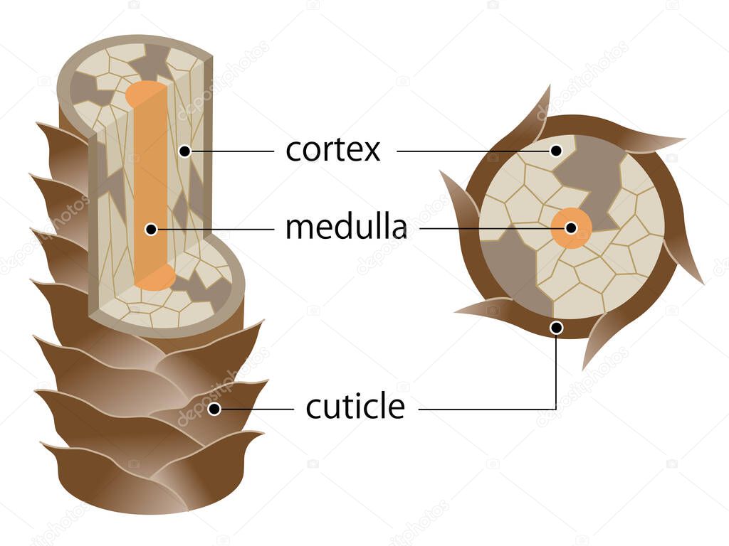 layer of damaged hair structure. The hair shaft consists of cortex,cuticle, and medulla. Hair care and beauty concept