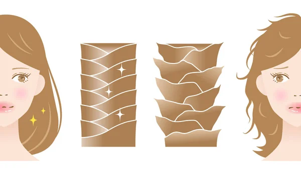 건강하고 머리카락의 큐티클과 관리와 — 스톡 벡터
