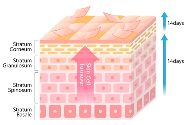 Deri hücre değişim süreci örnekleme. Cilt bakımı ve güzellik kavramı