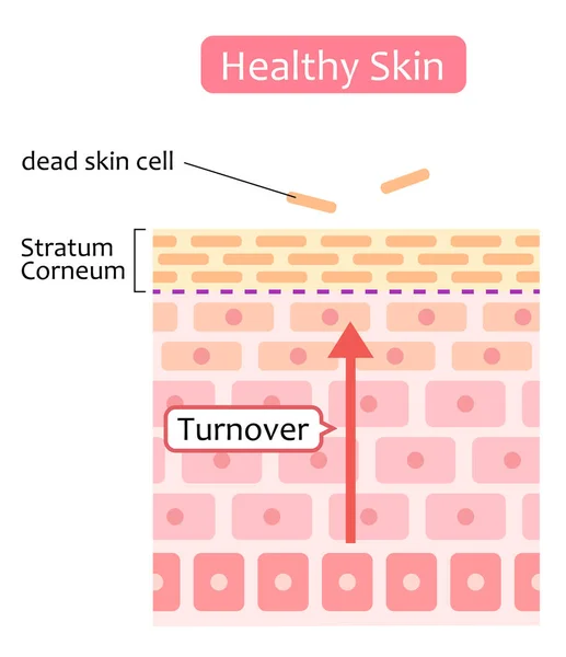 Illustration Des Hautzellumsatzprozesses Hautpflege Und Schönheitskonzept — Stockvektor