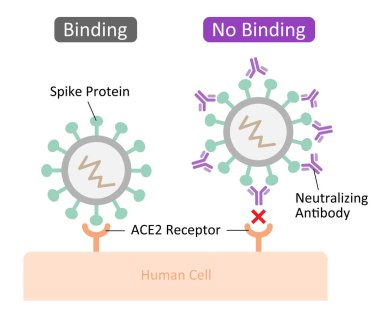 Antikor nötralize etmek virüs enfeksiyonlarını engeller. Sağlık ve önleme kavramı.