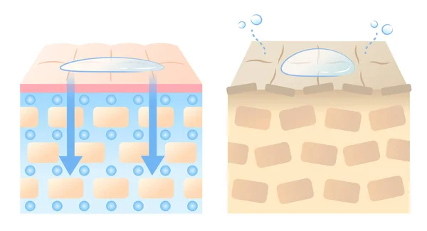 Gli Ingredienti Bellezza Sono Assorbiti Nell Illustrazione Della Pelle Bellezza — Vettoriale Stock