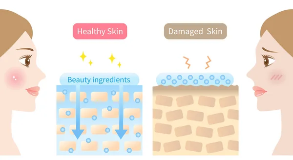Συστατικά Ομορφιάς Απορροφώνται Στην Απεικόνιση Του Δέρματος Και Στην Απεικόνιση — Διανυσματικό Αρχείο