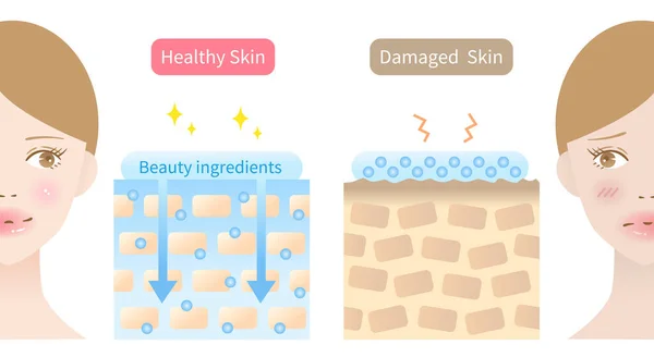 Συστατικά Ομορφιάς Απορροφώνται Στην Απεικόνιση Του Δέρματος Και Στην Απεικόνιση — Διανυσματικό Αρχείο