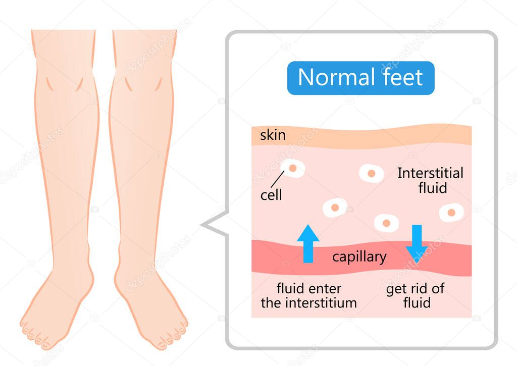 normal feet and skin diagram illustration. maintain the balance of fluids both inside and outside of cells.  Health care and beauty concept