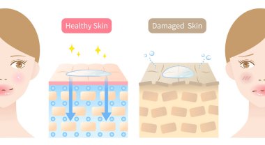 beauty ingredients are absorbed into skin illustration and woman face illustration. Beauty and skin care concept clipart
