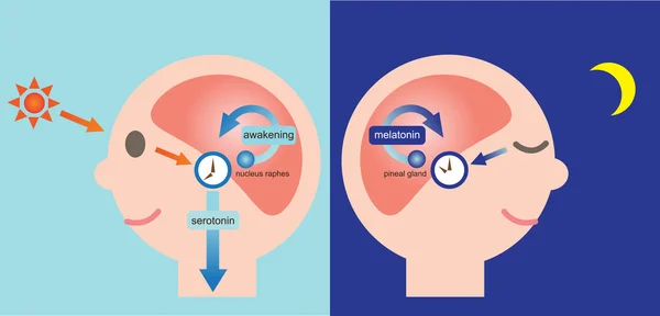 人体生物钟和睡眠觉醒周期循环 — 图库照片