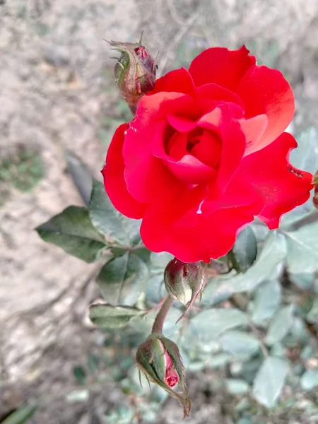 Piękna Czerwona Róża Parku Publicznym — Zdjęcie stockowe
