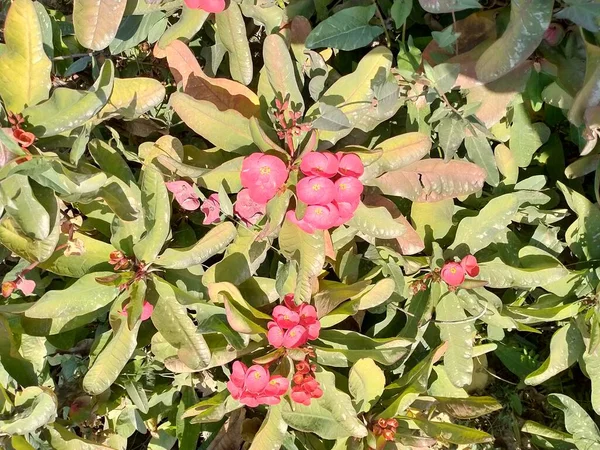 Kroontronen Ook Bekend Als Euphorbia Millii — Stockfoto