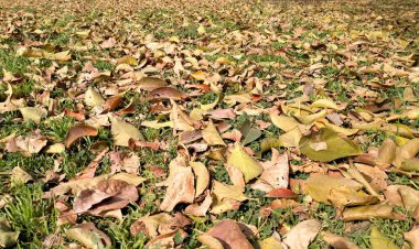 Sonbahar yaprakları yerde yatıyor.