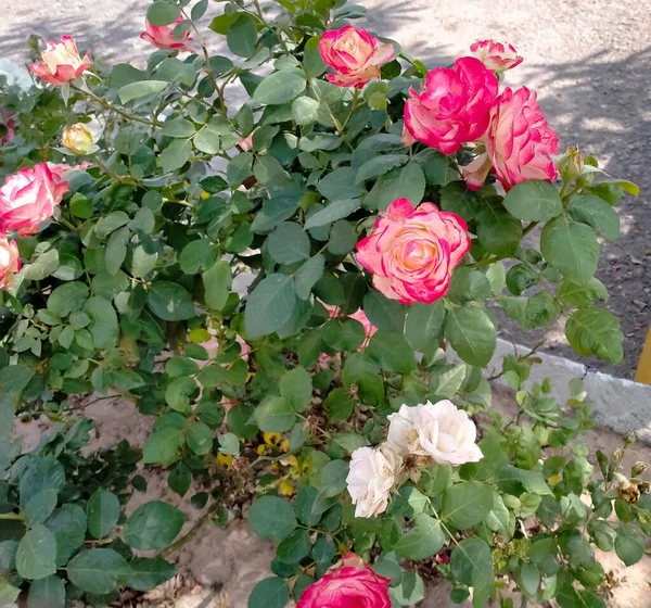 Floraison Roses Roses Dans Aire Stationnement Rawalpindi Pakistan — Photo