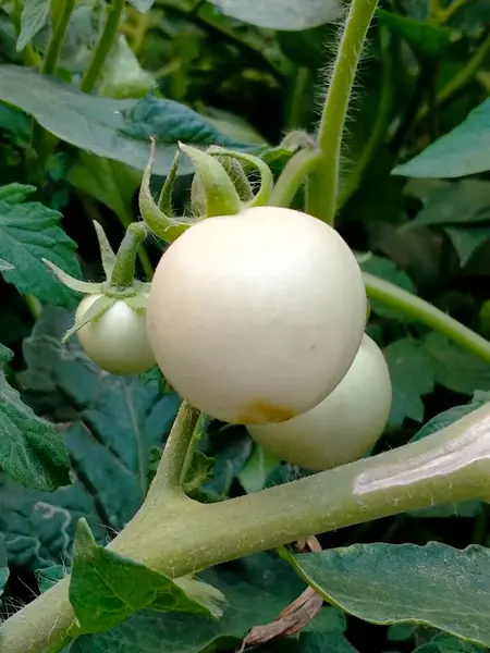 토마토는 텃밭에서 자라고 — 스톡 사진