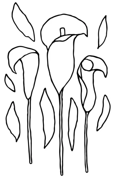 Fleurs Calla Dans Style Doodle Carte Postale Pour Cadeau Dessin — Image vectorielle