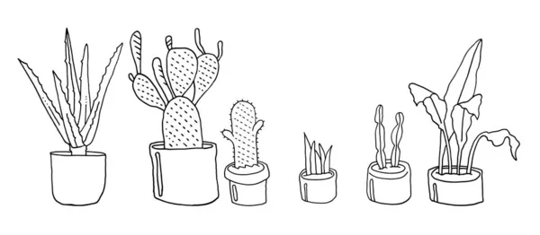 Plantas Domésticas Cactus Aloe Helechos Dibujo Estilo Doodle Vector Eps — Vector de stock