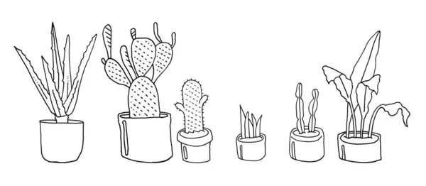 Plantas Casa Cactos Aloés Samambaias Desenho Estilo Doodle Vetor Eps — Vetor de Stock