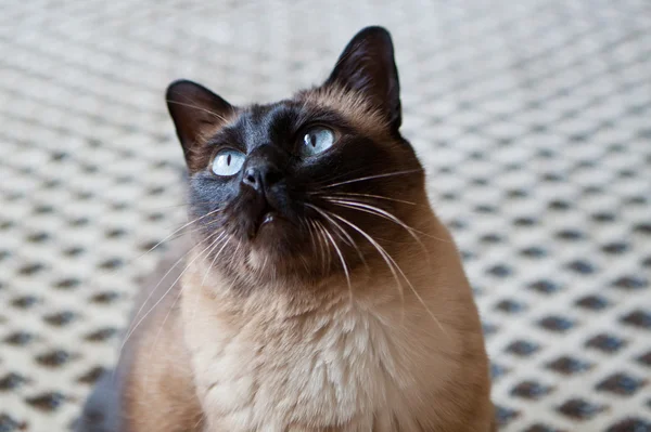 Siyam kedisi örnek alıyor