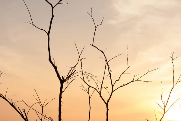 Kuru ağaç dalları