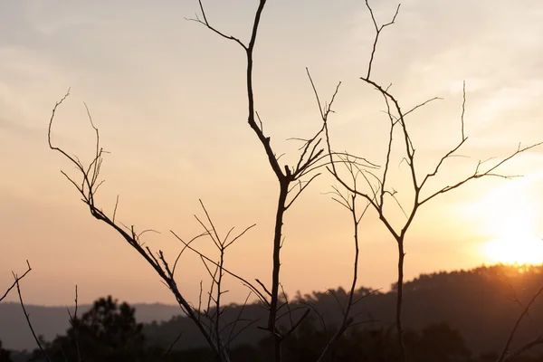 Kuru ağaçları ile tepelerin ardına