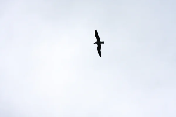 Uçan kuşun silueti