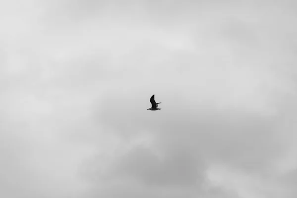 Bulutlu gün uçan kuş
