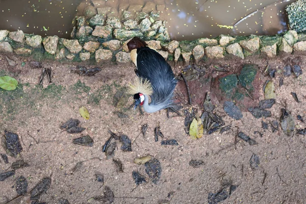 Yukarıda da görüleceği siyah taç vinç