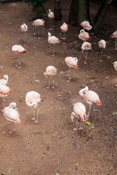 Kum üzerinde yürüme flamingolar