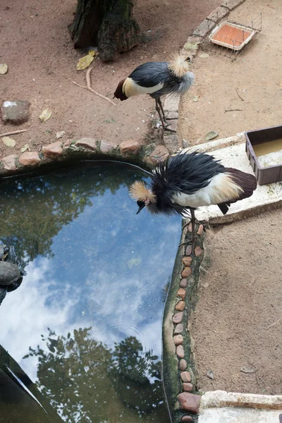 Vinçler su birikintisi bir bakan iki siyah taç