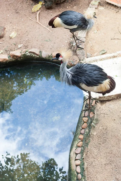 iki siyah taç Vinçler