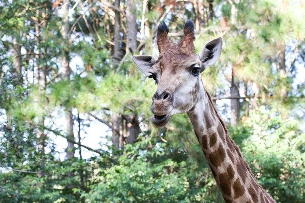 Giraffe in tropisch woud — Stockfoto