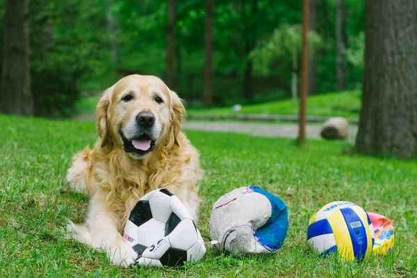 Dog lying with balls Stock Picture