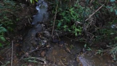 Yerdeki küçük dere, karanlık bir akşamda kapanırken görüldü.