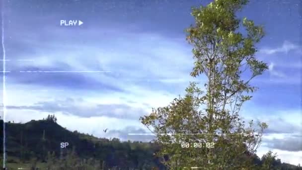 Panoramafilm Himmel Och Växter Med Aspekt Gammal Kamera — Stockvideo