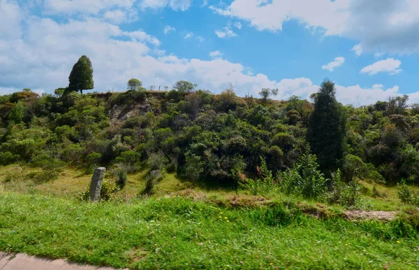 Bitkilerin ve ağaçların altındaki çok küçük yeşil tepe.