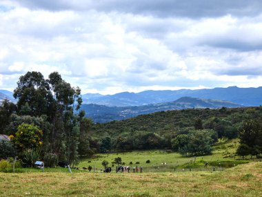 Dağ manzarasında bir tarlanın altında küçük bir grup inek.