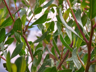 Bir gölün önündeki bir çalıdan yapraklar ve yakından görülebiliyor.