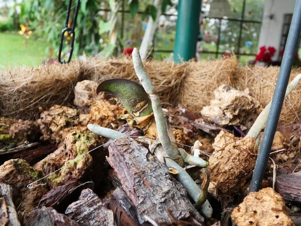 Bir Evin Arka Bahçesinde Bir Sepet Dal Tomurcuk Kuru Yapraklar — Stok fotoğraf