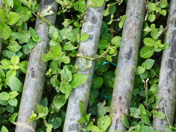 Дрібне Зелене Листя Росте Норах Покинутого Жолоба Стокове Фото