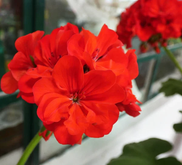 Великі Букети Маленьких Рожевих Квітів Лежать Один Іншим Поруч Вікном — стокове фото