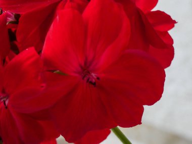 Çok yakından görülen bir grup kırmızı çiçek arasında tek bir çiçek