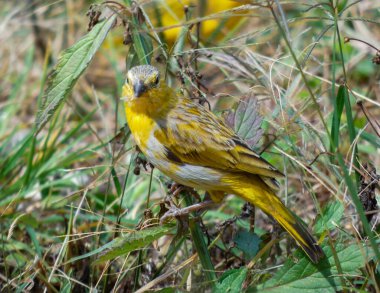 Daha fazla bitki örtüsü ve arka planda başka bir kanarya olan bir çim yaprağına tünemiş canlı renkli kanarya.