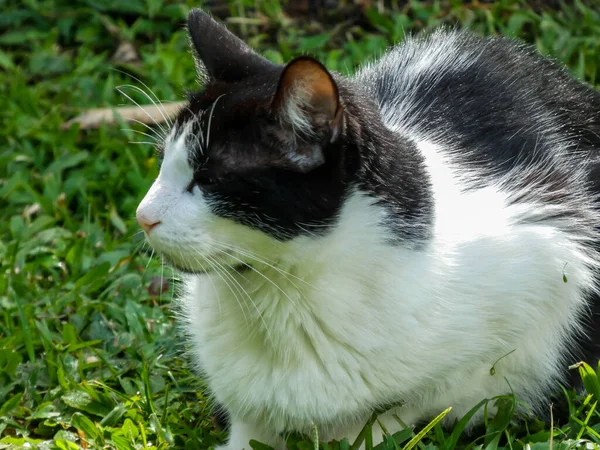 Siyah ve beyaz kedi çimenlerde güneşleniyor.