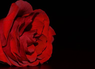 Siyah arka planda kırmızı bir gülün stüdyo fotoğrafı. Sevgililer Günü