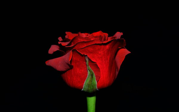 The studio photo of a red rose on a black background. Valentine's Day