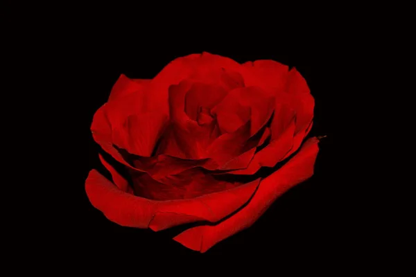 这张红玫瑰在黑色背景上的摄影棚照片 情人节 — 图库照片