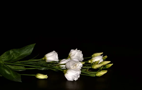 Lisianthus Eustoma Flores Brancas Fundo Textura Escura Lindas Flores — Fotografia de Stock