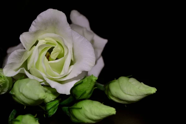 Lisianthus Eustoma Flores Brancas Fundo Textura Escura Lindas Flores — Fotografia de Stock