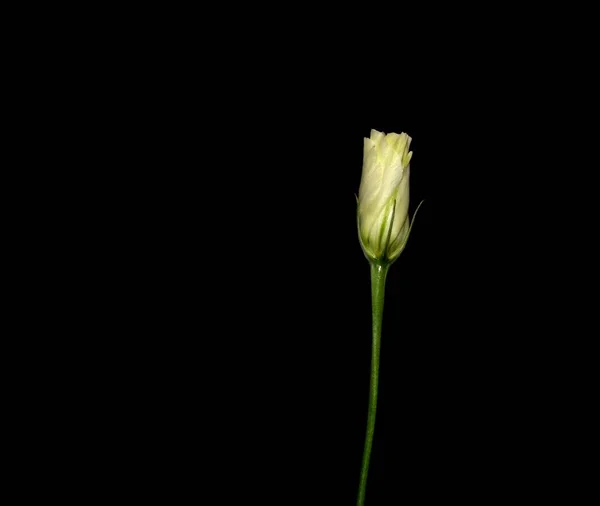 Lisianthus Eustoma 深色背景的白色花朵 美丽的花朵 — 图库照片