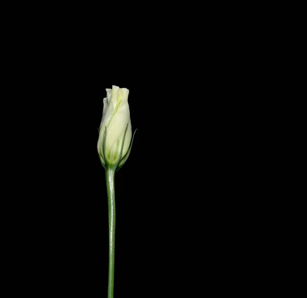 Lisianthus Eustoma 深色背景的白色花朵 美丽的花朵 — 图库照片