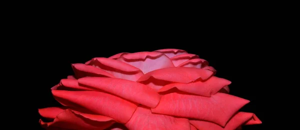 这张粉红玫瑰在黑色背景上的摄影棚照片 情人节 — 图库照片