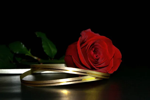 Studiově Červená Růže Zlatou Stuhou Černém Pozadí Rozumím Vesmíre Valentýn — Stock fotografie